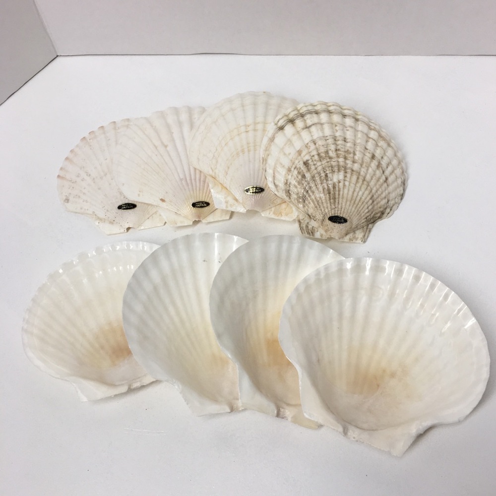 Genuine Baking Sea Shells - Picture 3 of 8